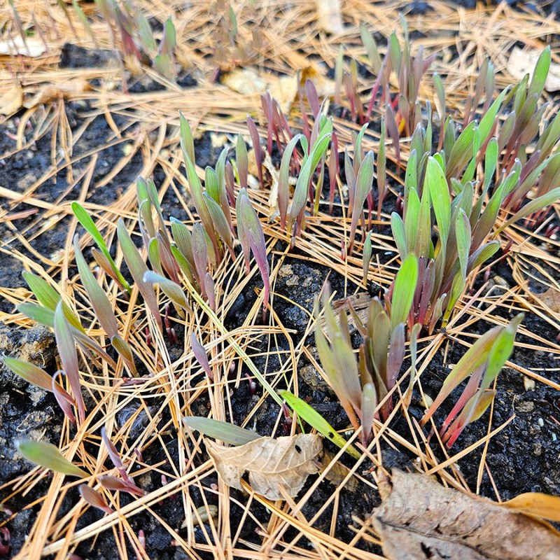 Cover crop germinated - October 2024 homesteading update