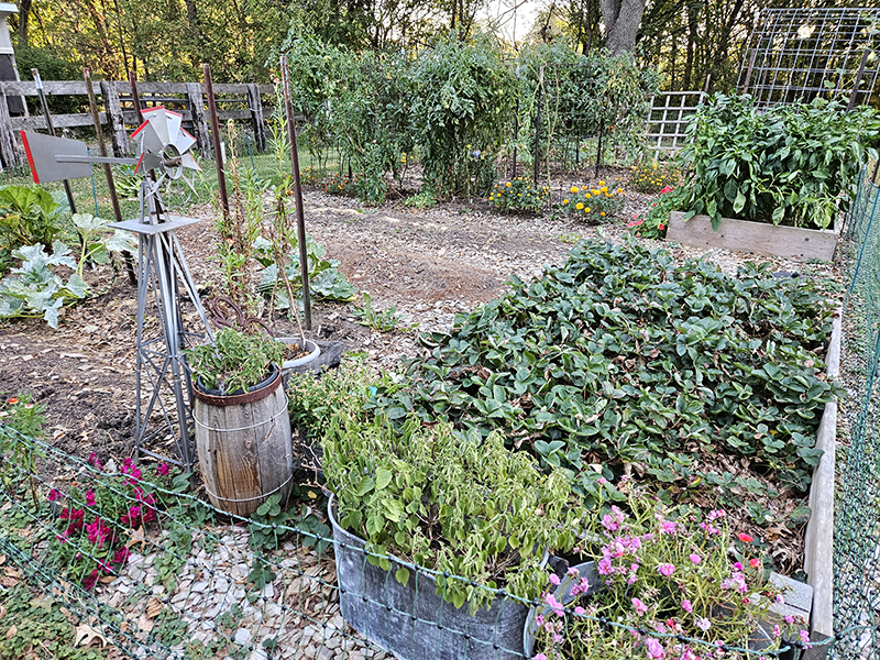 October 2024 Homesteading Update garden photo #1