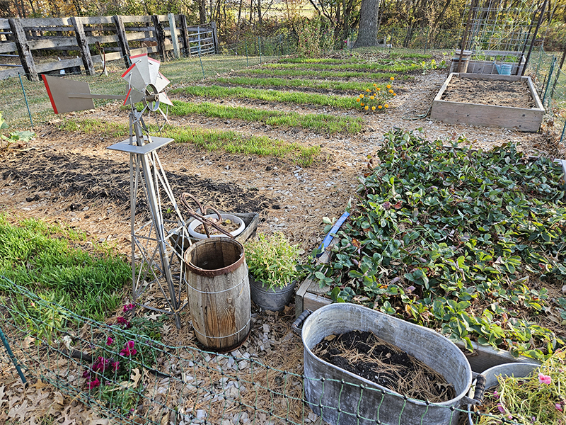 October 2024 Homesteading Update garden photo #2