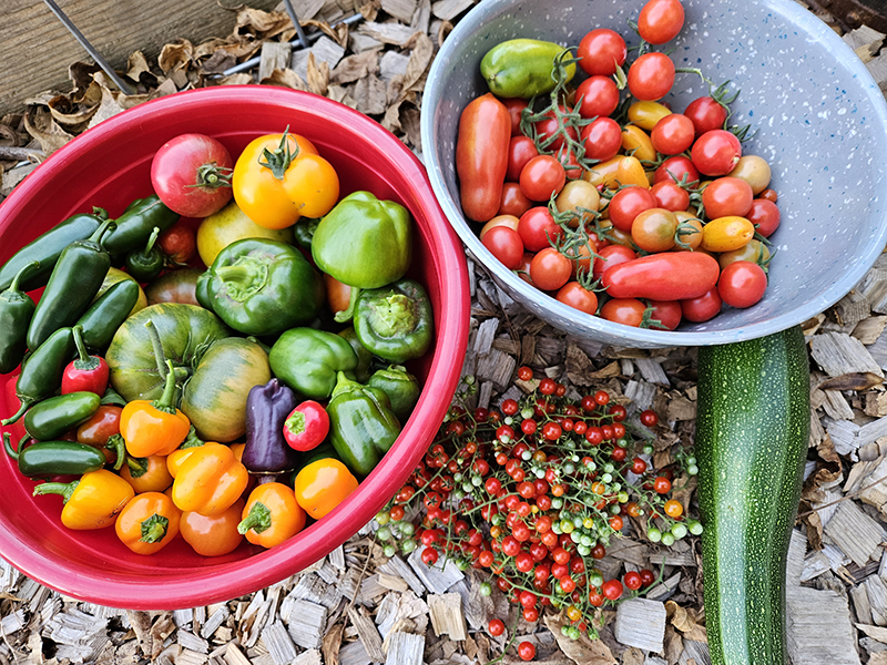 October 2024 Homesteading Update harvest