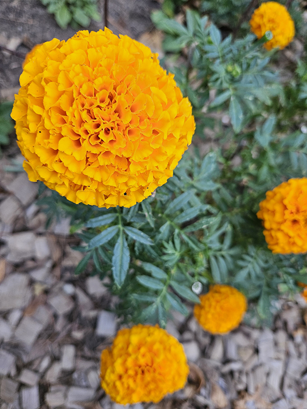 Puffy Marigold blooms - October 2024 Homesteading Update