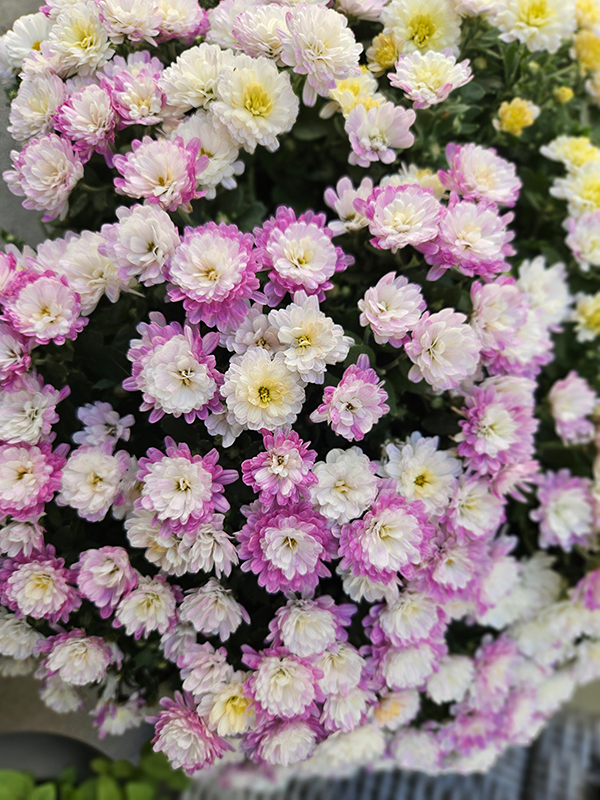 Purple and white Mum Blooms - October 2024 Homesteading Update
