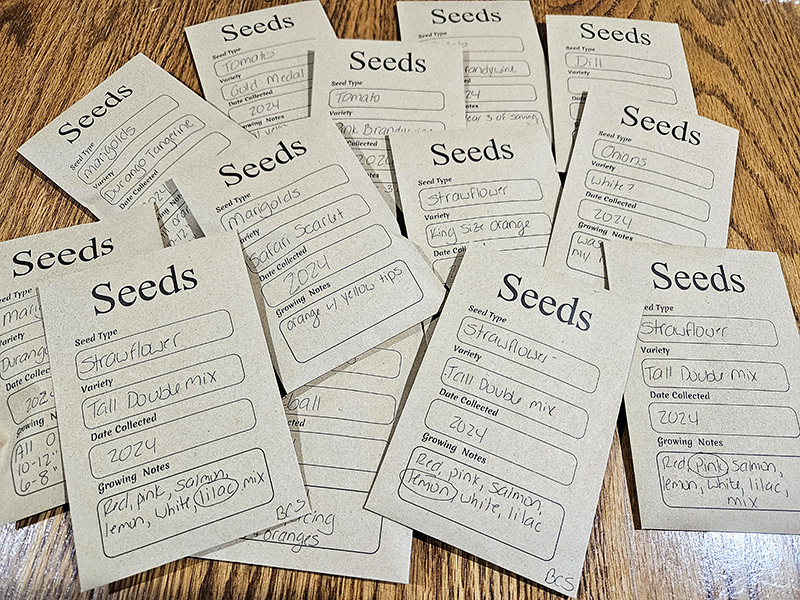 Seed packets - October 2024 Homesteading Update