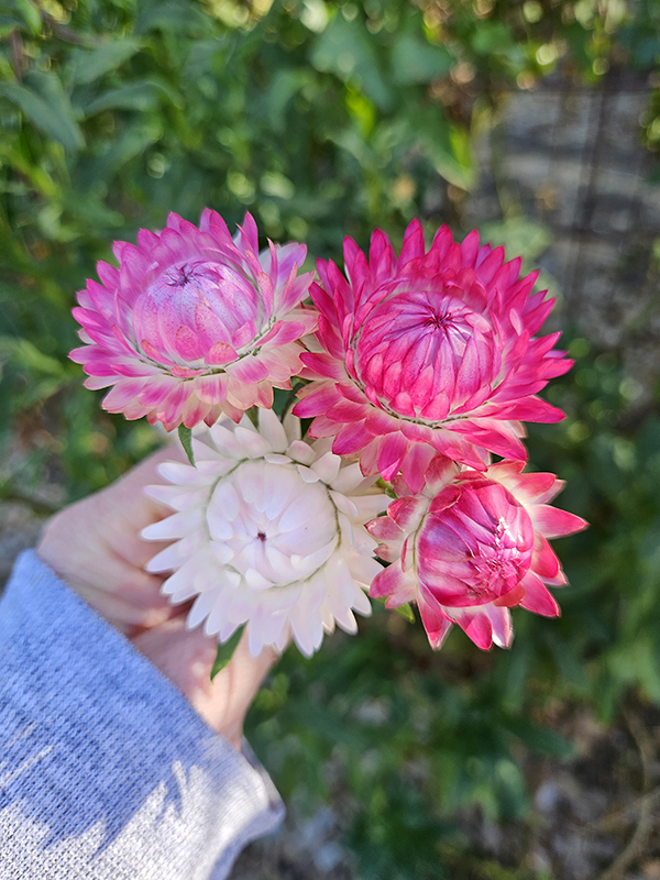 pink and white strawflower blooms - October 2024 Homesteading Update