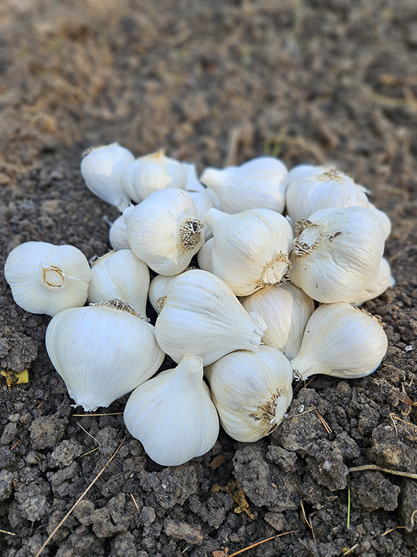 Bowl of garlic bulbs - October 2024 Homesteading Update
