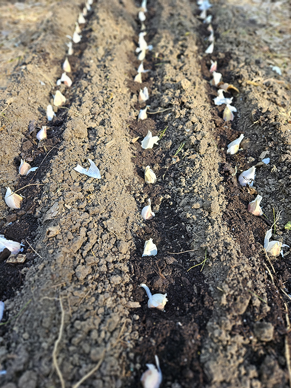 Rows of planted garlic - October 2024 Homesteading Update