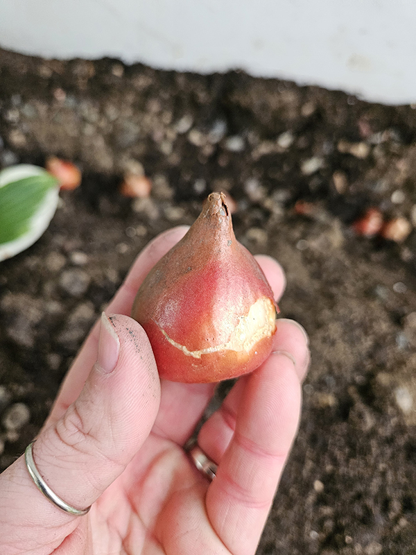 tulip bulb - October 2024 Homesteading Update