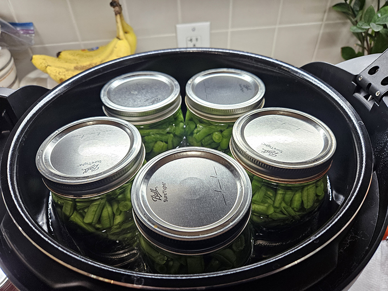 september 2024 homesteading update - green beans