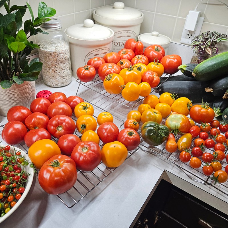 September 2024 Homesteading Update - harvested tomatoes
