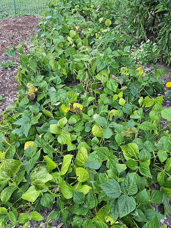 September 2024 Homesteading Update - the end of the road for beans