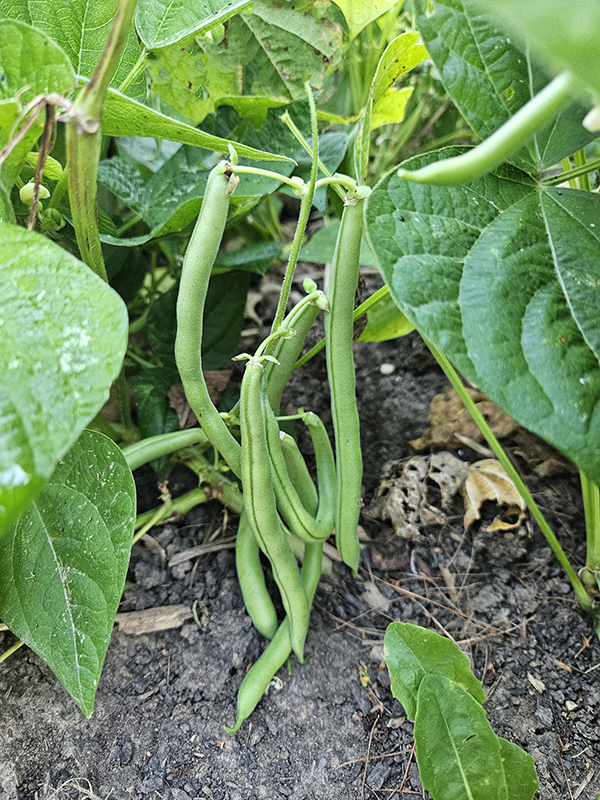 September 2024 Homesteading Update - harvesting beans