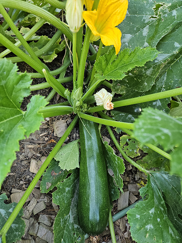September 2024 Homesteading Update - zucchini