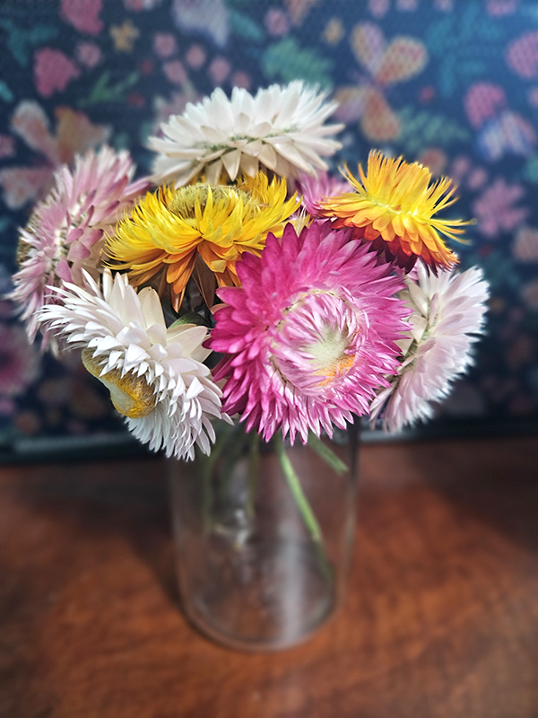 september 2024 homesteading update - strawflower