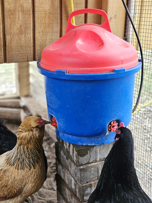 two chickens drinking from my heated waterer