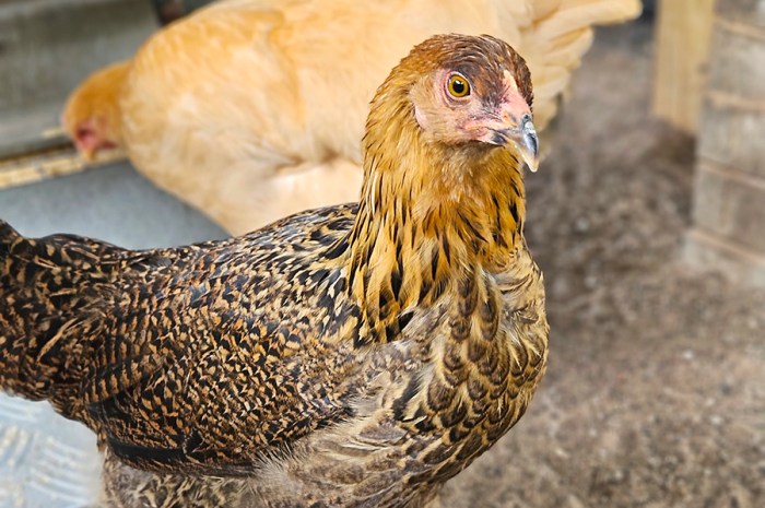2025 Holiday Gift Guide Part 2: Favorite Chicken Raising Products
