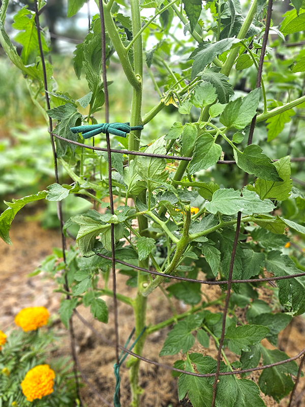 Garden ties - 2025 Holiday Gift Guide Part 3