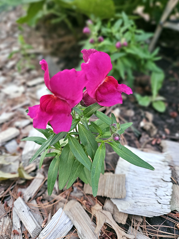 Blooming purple snapdragons