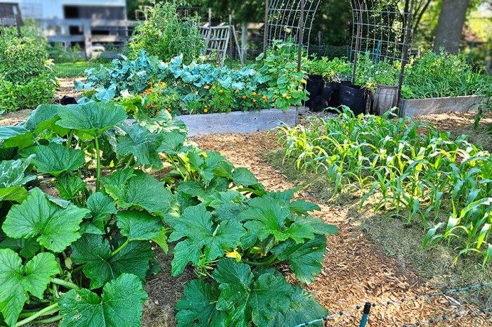 June 2025 Homesteading Update: Flowers & First Harvests