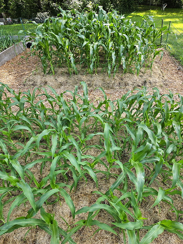 June 2025 Homesteading Update