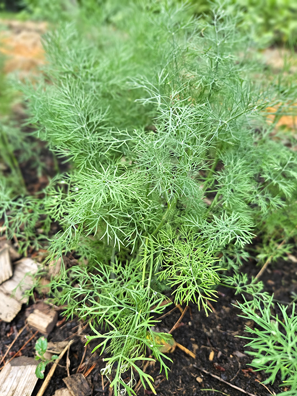 June 2025 Homesteading Update