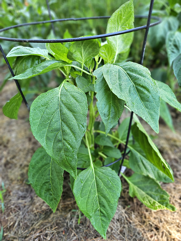 June 2025 Homesteading Update