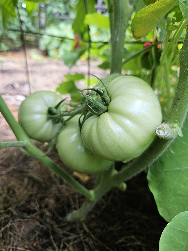 June 2025 Homesteading Update
