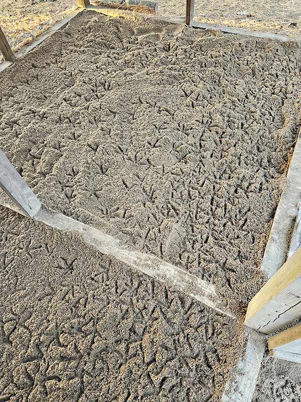 Chicken footprints - October 2025 Homesteading Update