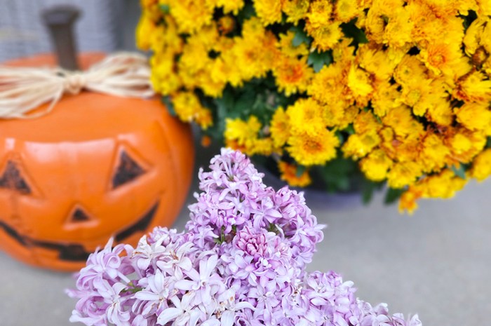 October 2025 Homesteading Update: Fall Is In The Air . . . Maybe?!