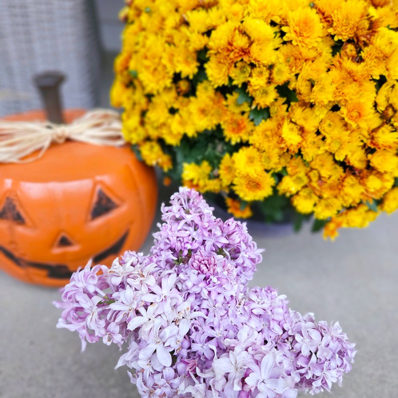 October 2025 Homesteading Update 