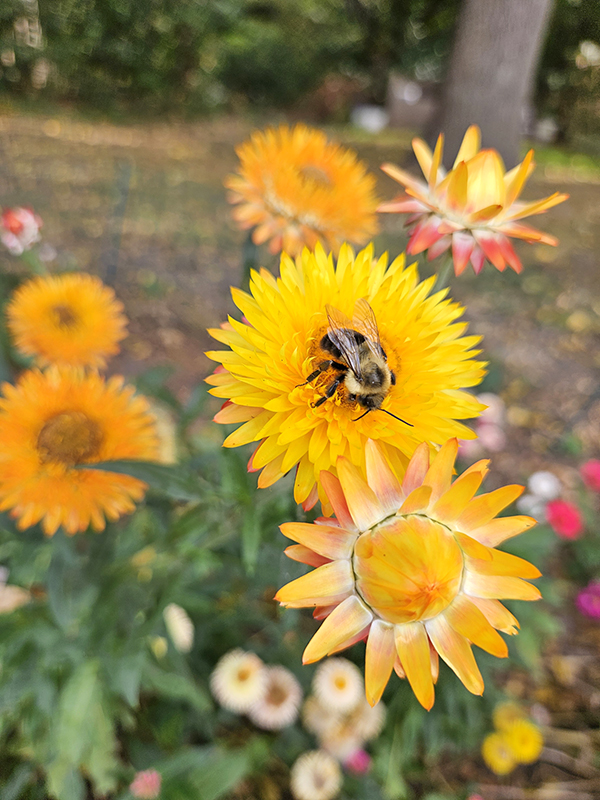 A bee on yellow strawflower blooms