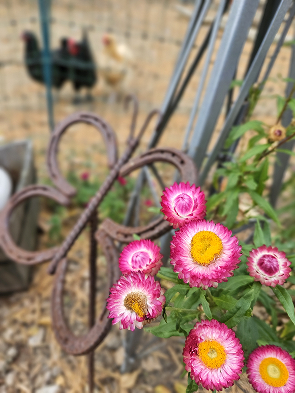 Pink strawflowers - October 2025 Homesteading Update