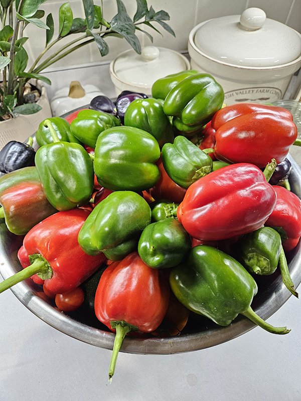 All sorts of pepper color sin a bowl - October 2025 Homesteading Update