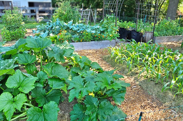 2025 Year In Review – Semi Homesteading Wins & Losses