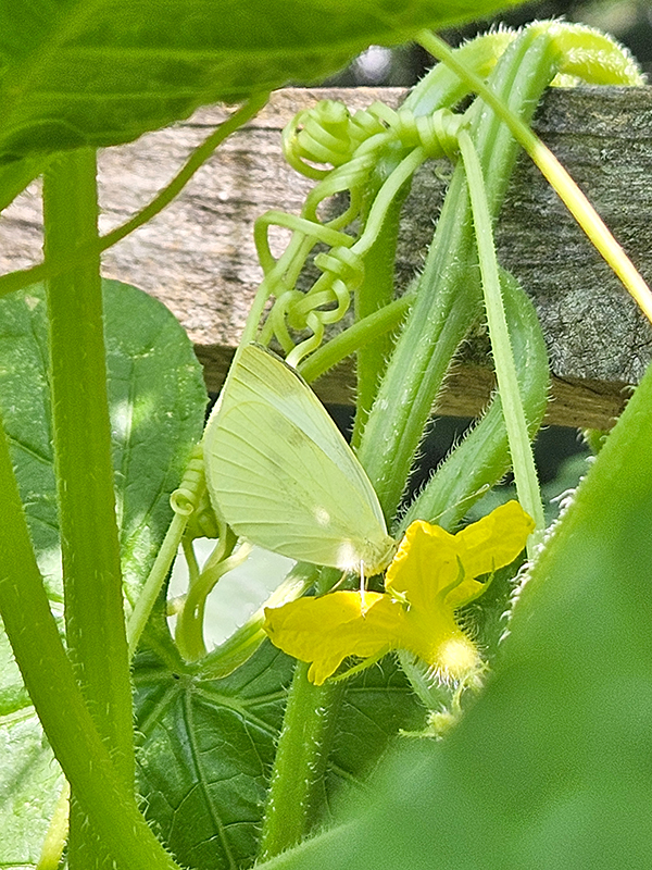 Cabbage white butterfly pollinating a cucumber bloom
