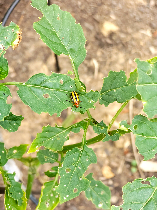 A striped cucumber beetle - Pest That Overwinter In Vegetable Gardens