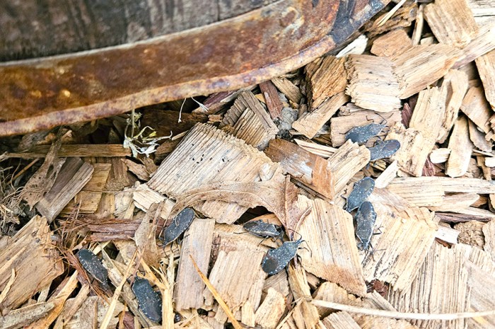 Pests That Overwinter In Vegetable Gardens & How To Stop Them
