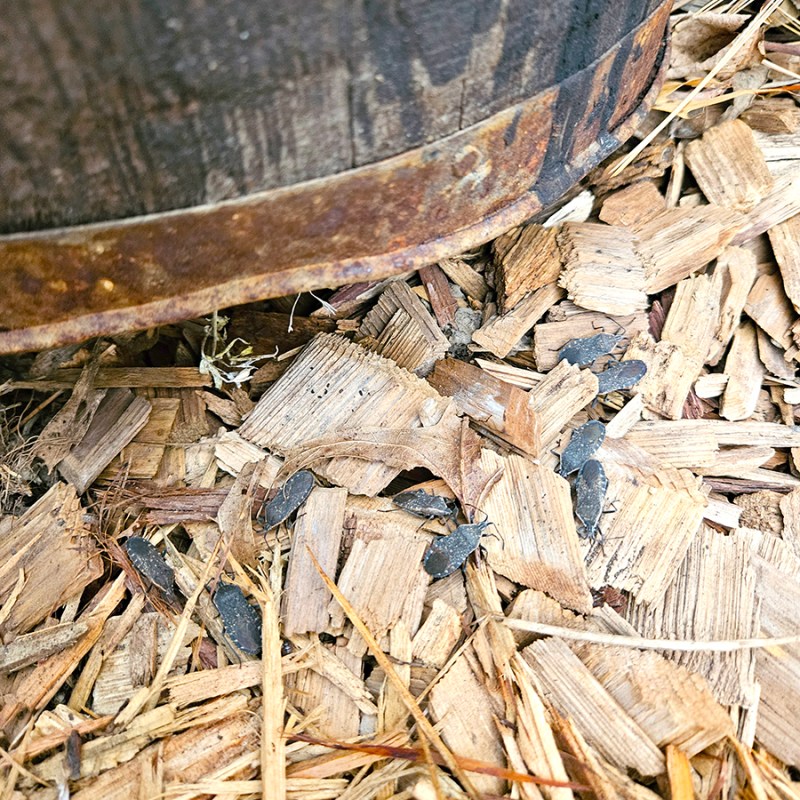 Pest That Overwinter In Vegetable Gardens