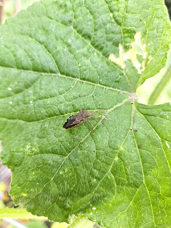 One squash bug