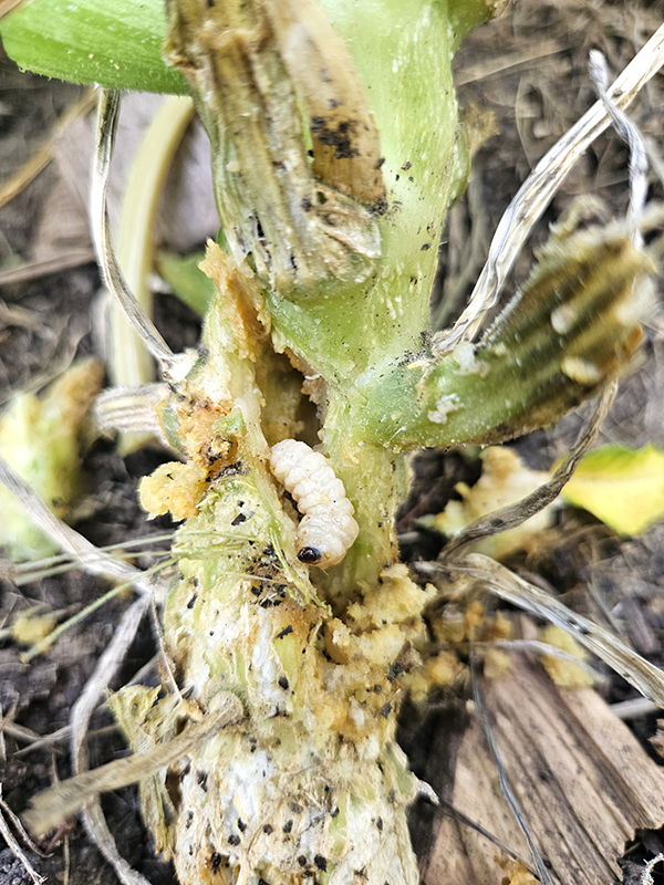 A squash vine borer