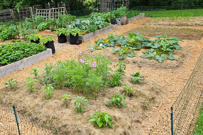 Advantages Of In-Ground Garden Beds – Have Freedom To Grow