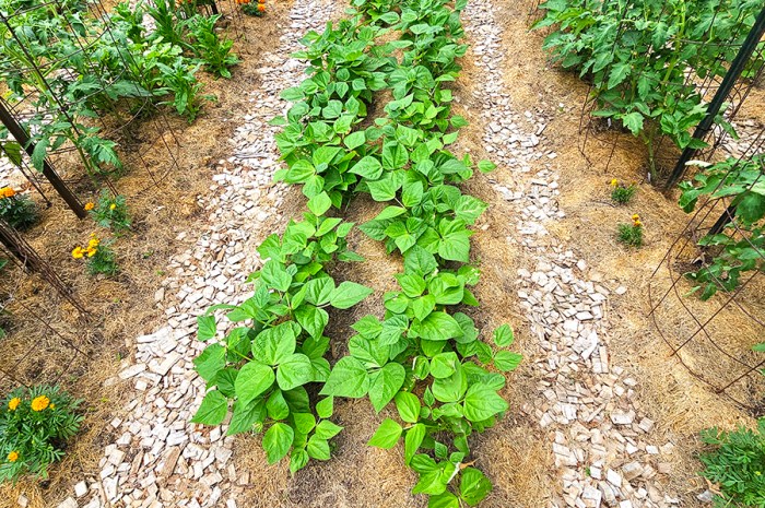 Advantages Of Using Growing Rows In Your Vegetable Garden