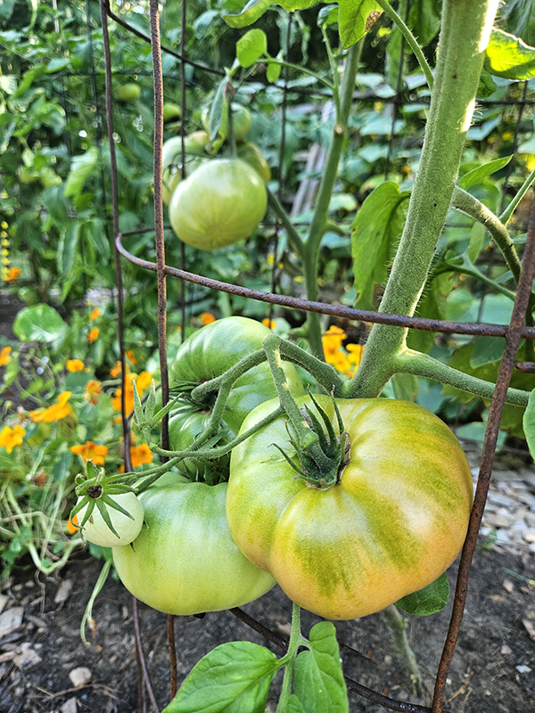 Tomatoes ripening on a plant