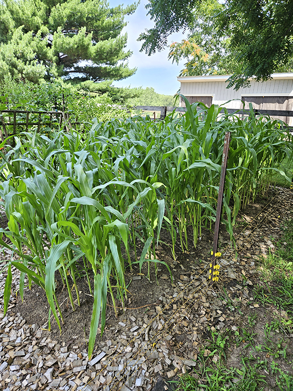 Popcorn growing in growing rows