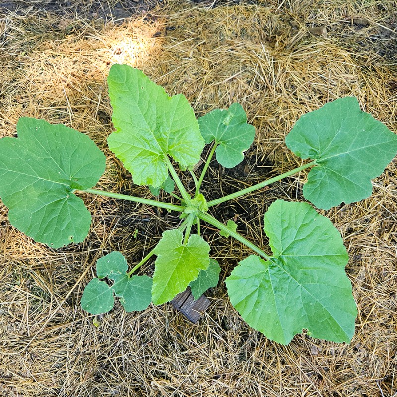 A young zucchini plant - All About Zucchini