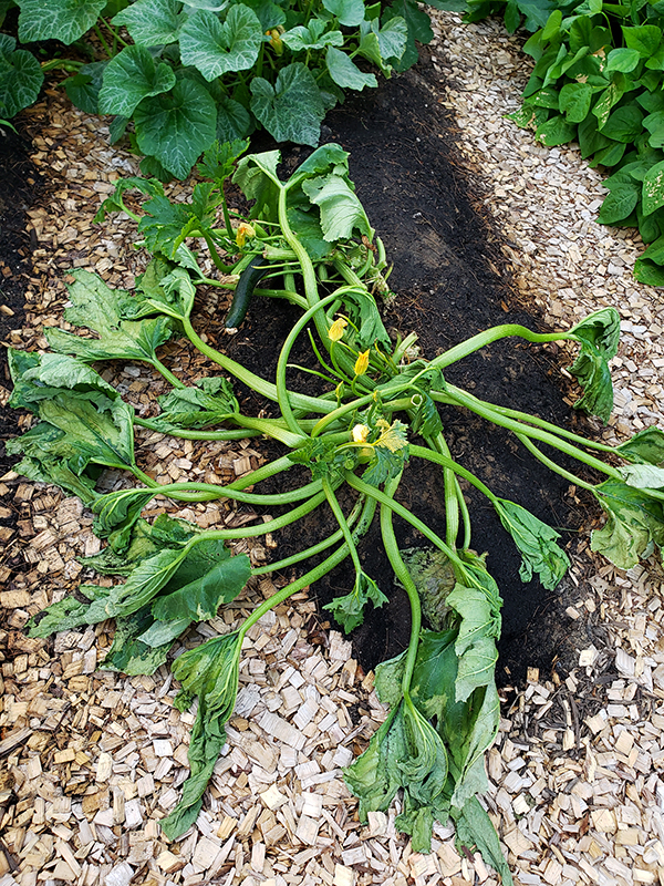 A dead zucchini plant