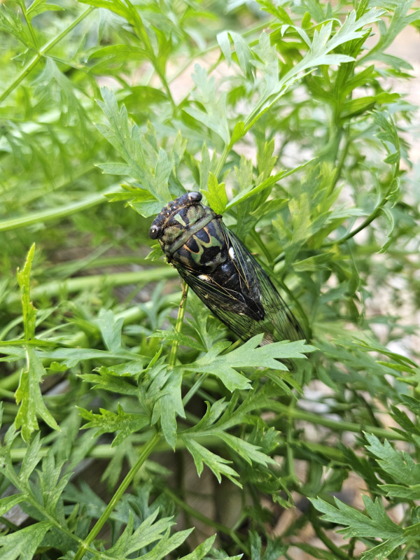 All About Annual Cicadas