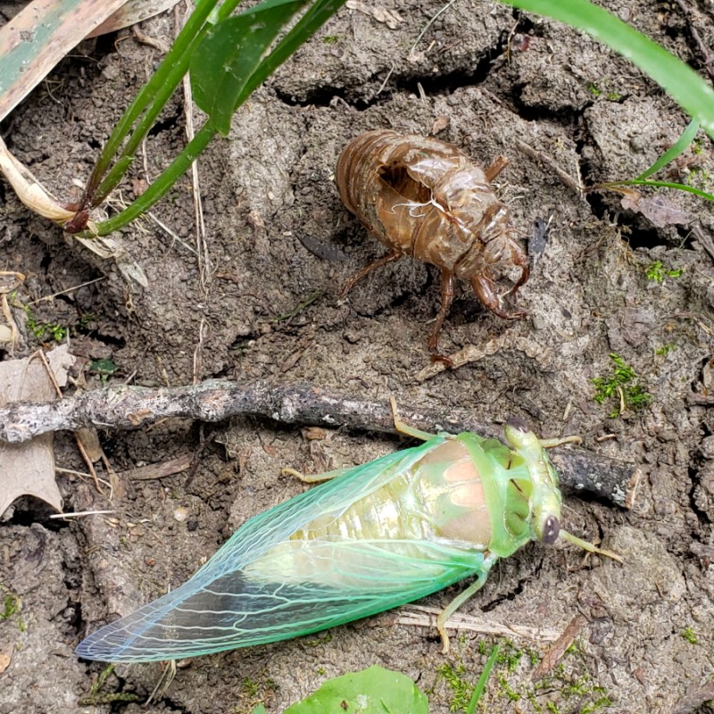 All About Annual Cicadas