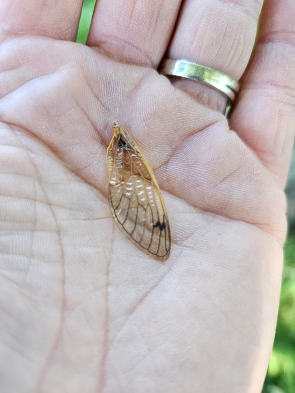 A perennial cicada wing