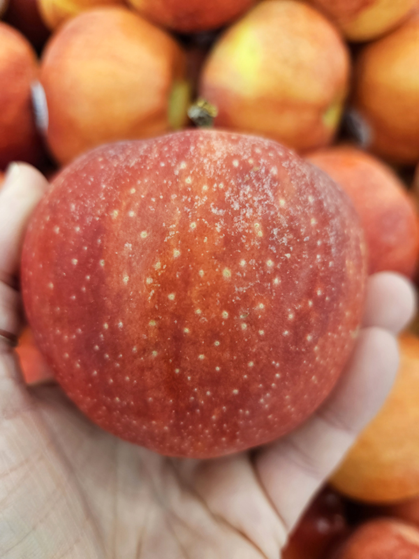 Gala variety