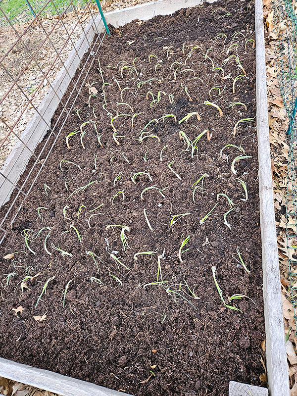 Onion sets in a raised bed - April 2025 Update